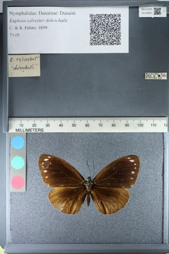 Media type: image;   Entomology 159921